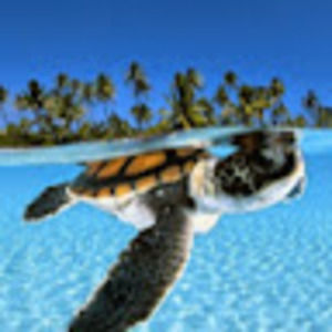 Meet your Posher, Jeanine